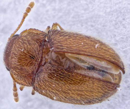 Symbiotes gibberosus